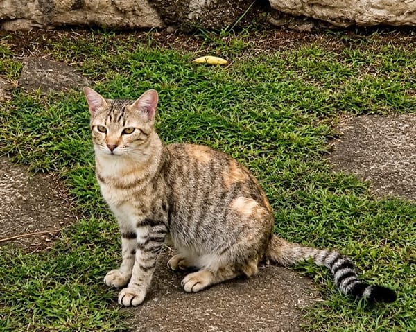 RAYA, chat femelle européen junior