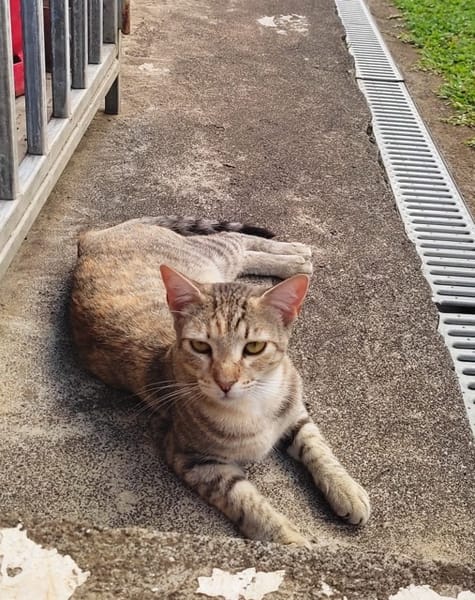 RAYA, chat femelle européen junior