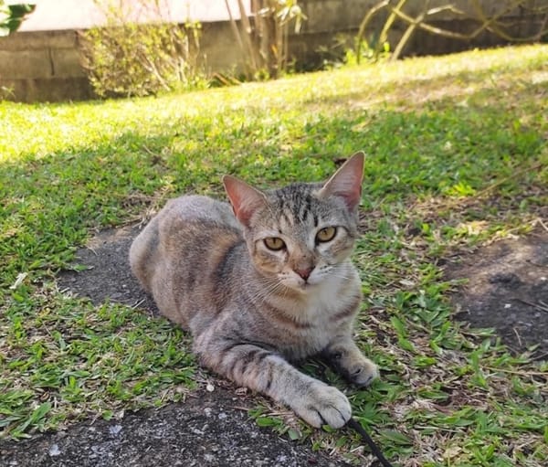 RAYA, chat femelle européen junior