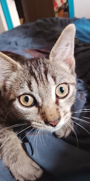 ZOE, chaton femelle type européen