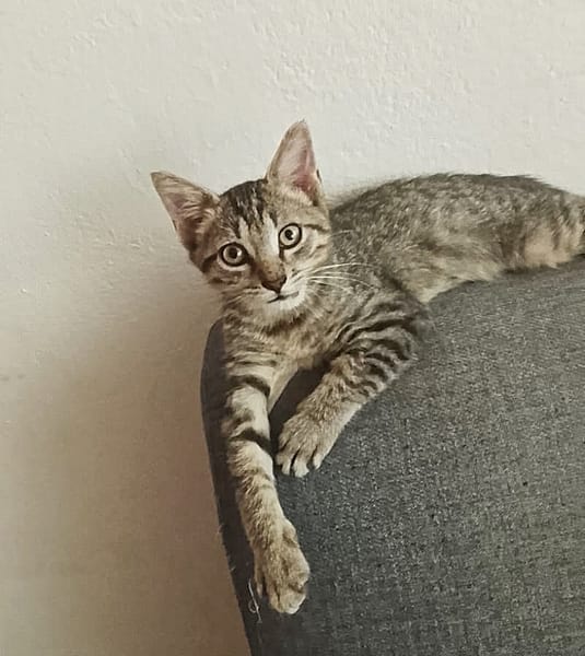 ZOE, chaton femelle type européen