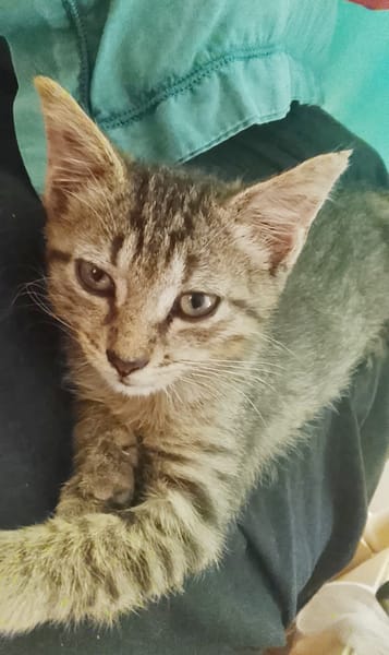 ZOE, chaton femelle type européen