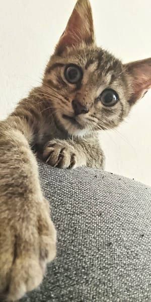 ZOE, chaton femelle type européen