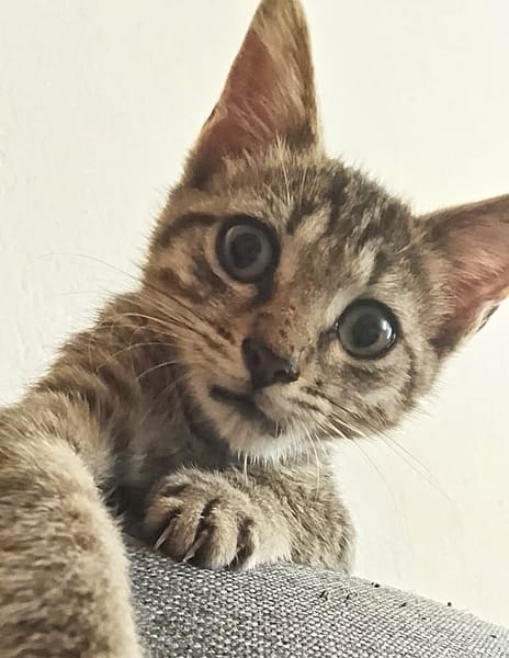 ZOE, chaton femelle type européen