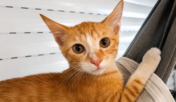 MELO, chaton créole mâle