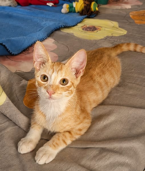 MELO, chaton créole mâle
