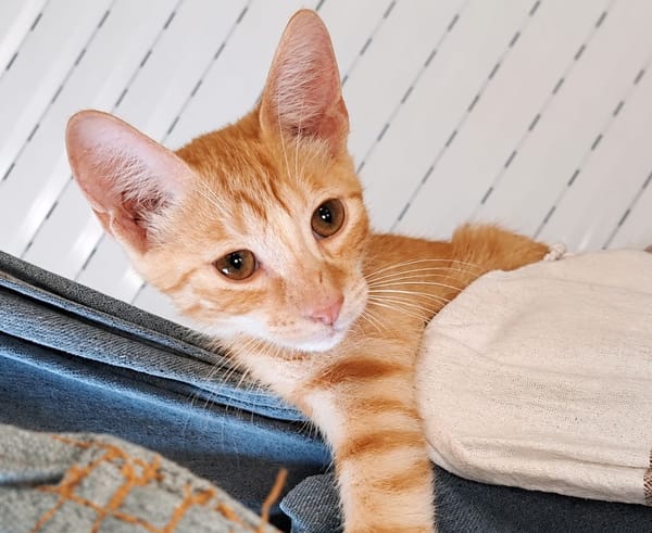 MELO, chaton créole mâle