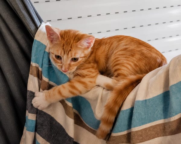 MELO, chaton créole mâle