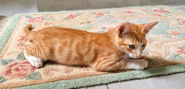 MELO, chaton créole mâle