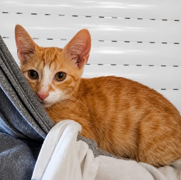 MELO, chaton créole mâle