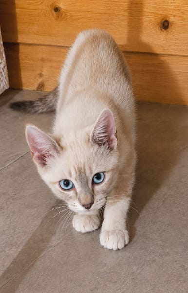 MONA, chaton femelle Croisée Siamoise