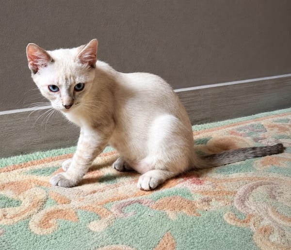 MONA, chaton femelle Croisée Siamoise