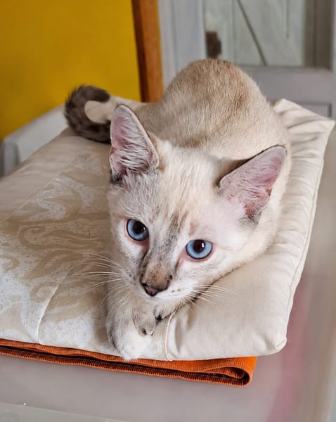 MONA, chaton femelle Croisée Siamoise
