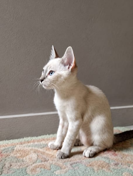 MONA, chaton femelle Croisée Siamoise