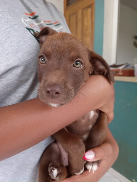 PARKER, chiot mâle Berger Créole