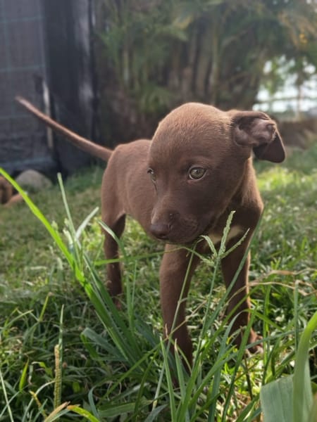 PARKER, chiot mâle Berger Créole