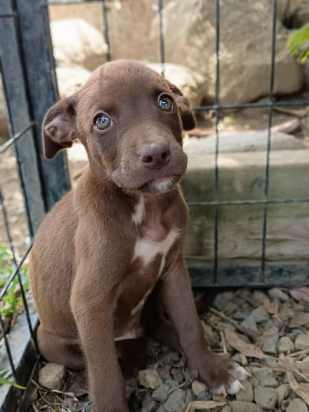 PARKER, chiot mâle Berger Créole