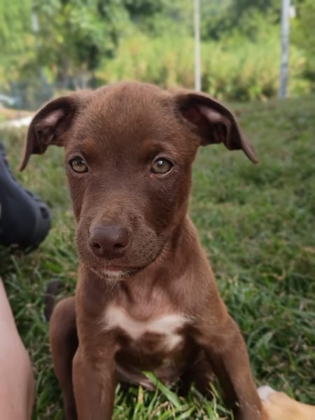 PARKER, chiot mâle Berger Créole
