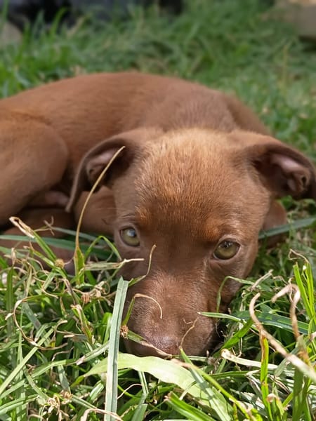 PARKER, chiot mâle Berger Créole