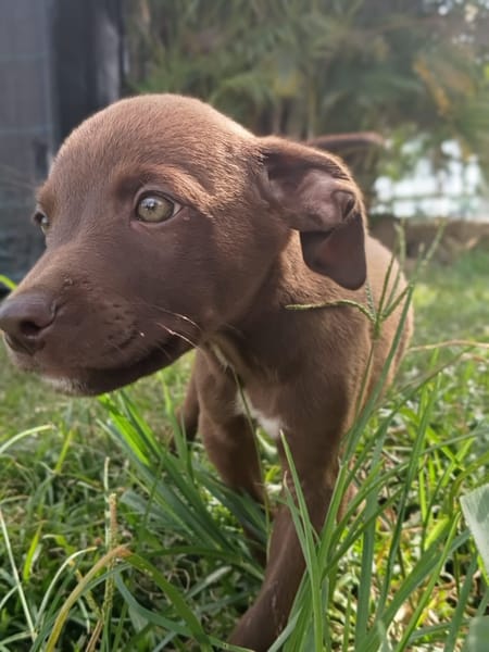 PARKER, chiot mâle Berger Créole