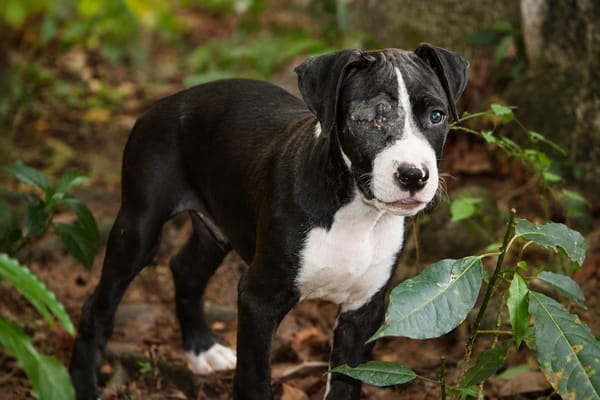 NINO, chiot mâle Croisé Boxer & Labrador