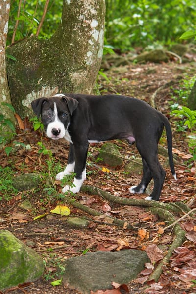 NINO, chiot mâle Croisé Boxer & Labrador