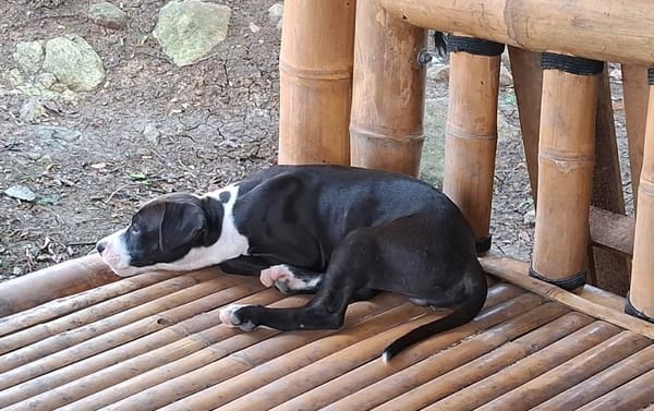 NINO, chiot mâle Croisé Boxer & Labrador