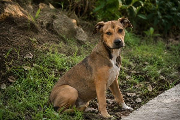 NOISETTE, chiot femelle Berger Créole