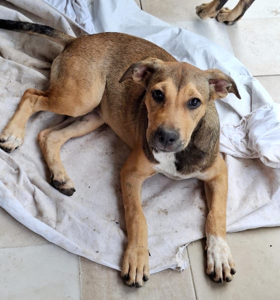 NOISETTE, chiot femelle Berger Créole