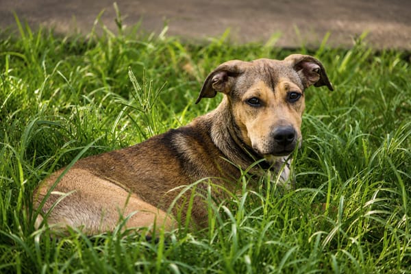 NOISETTE, chiot femelle Berger Créole