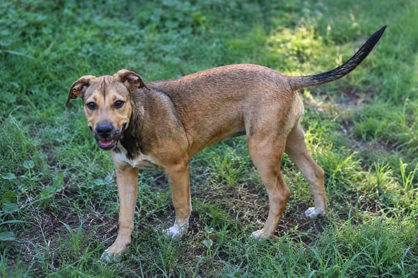 NOISETTE, chiot femelle Berger Créole