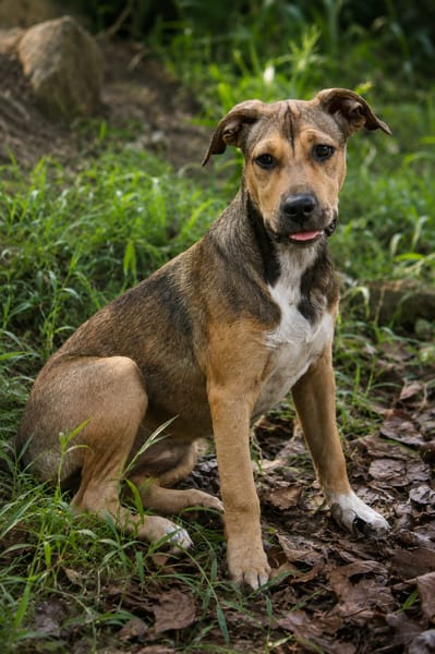 NOISETTE, chiot femelle Berger Créole