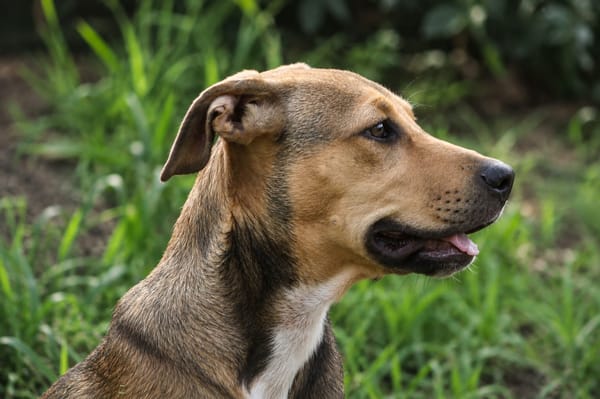 NOISETTE, chiot femelle Berger Créole