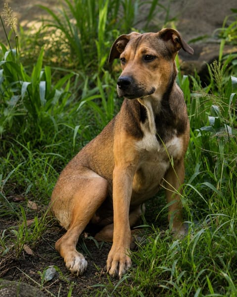 NOISETTE, chiot femelle Berger Créole