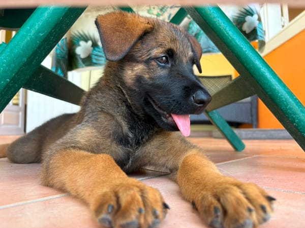 PAKO, chiot mâle Croisé Berger Malinois