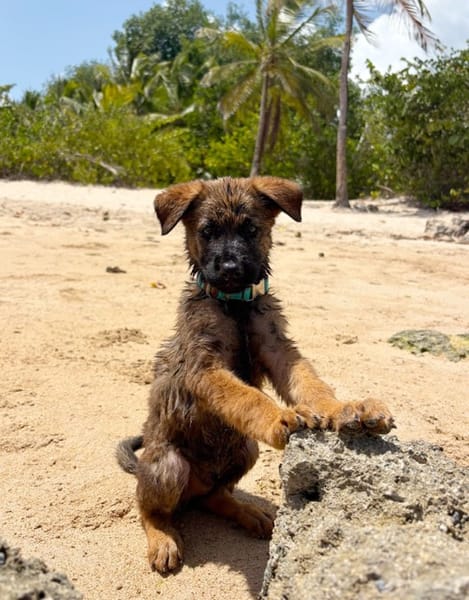 PAKO, chiot mâle Croisé Berger Malinois