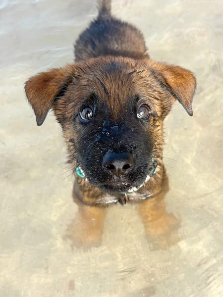 PAKO, chiot mâle Croisé Berger Malinois