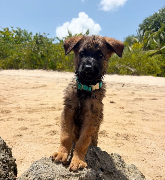 PAKO, chiot mâle Croisé Berger Malinois