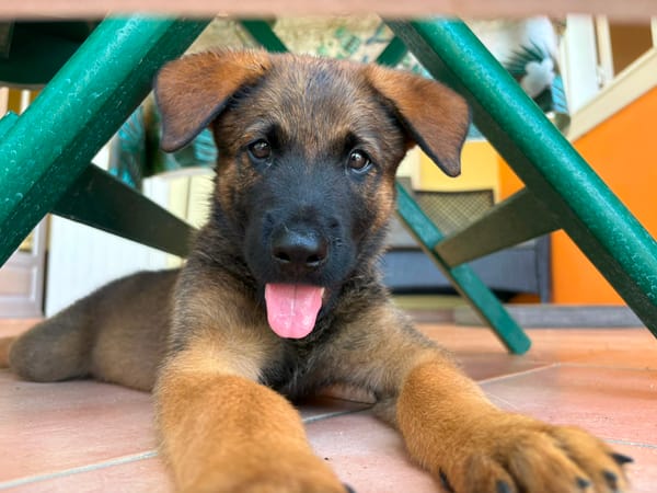 PAKO, chiot mâle Croisé Berger Malinois