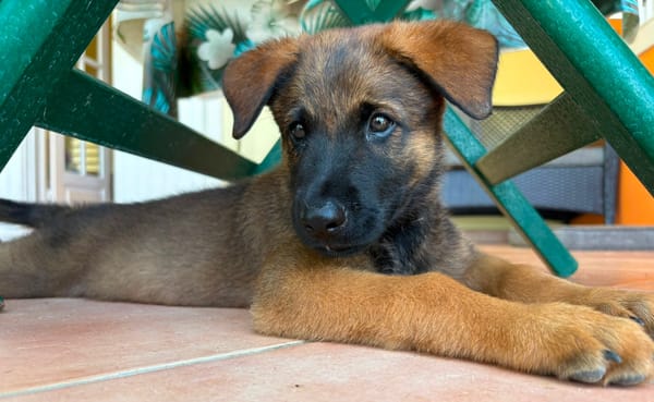 PAKO, chiot mâle Croisé Berger Malinois