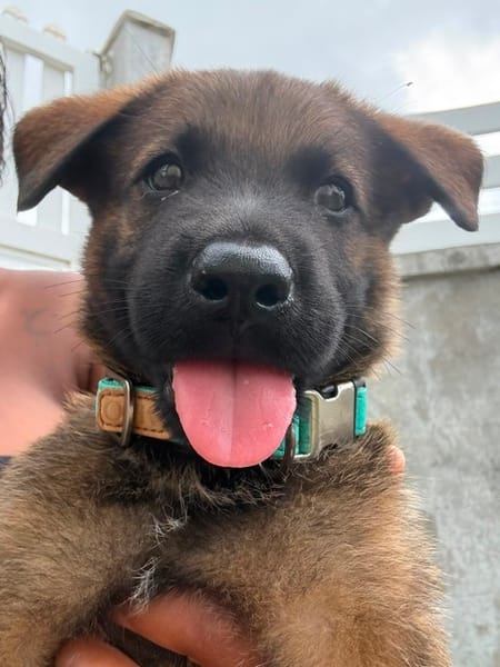 PAKO, chiot mâle Croisé Berger Malinois