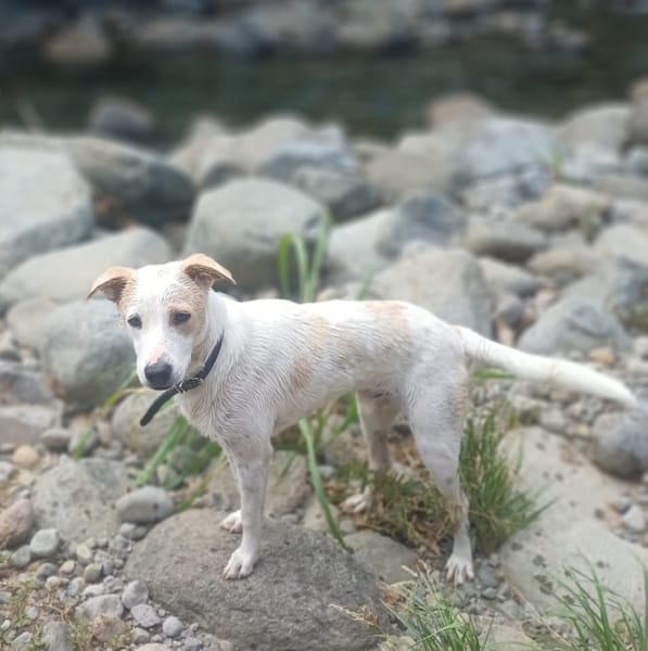 HOWDI, Berger Créole mâle junior