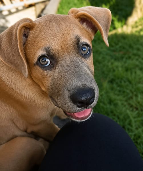 MANOE, chiot femelle Berger Créole