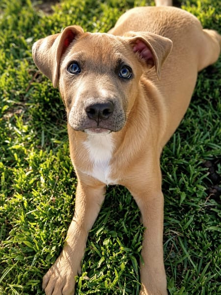 MANOE, chiot femelle Berger Créole