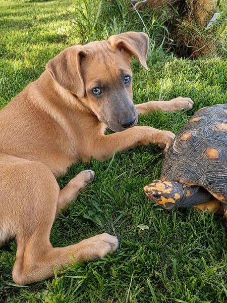MANOE, chiot femelle Berger Créole
