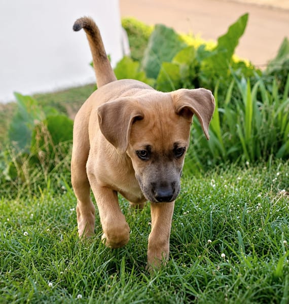 MANOE, chiot femelle Berger Créole