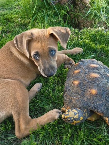 MANOE, chiot femelle Berger Créole