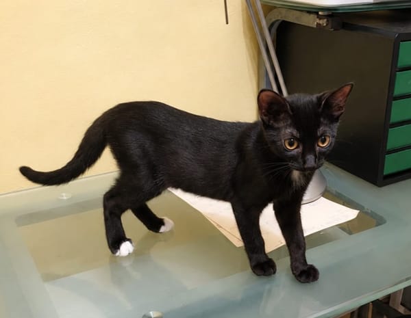 BLACKY, chaton mâle européen