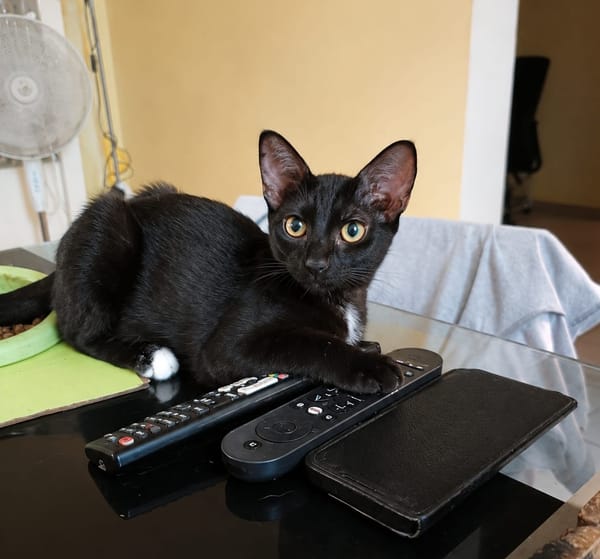 BLACKY, chaton mâle européen