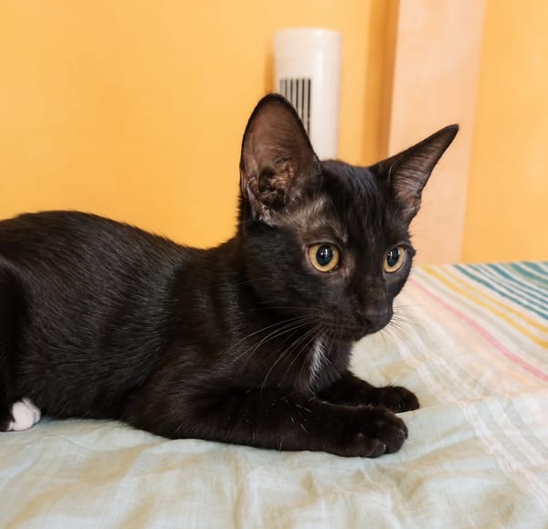 BLACKY, chaton mâle européen